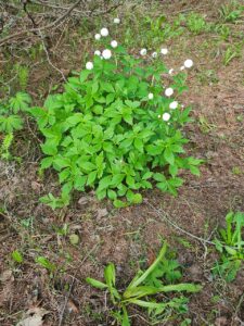 Ranunculus aconitifolius