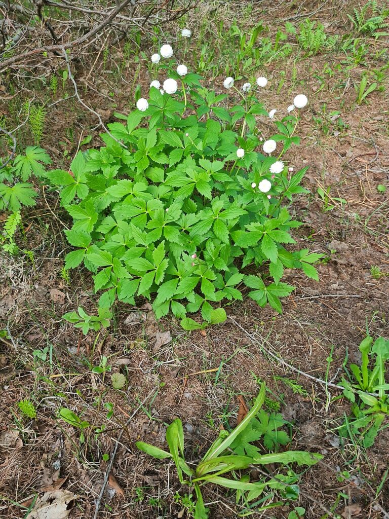 Ranunculus aconitifolius