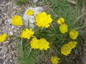 Ranunculus abnormis