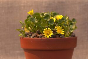 Ranunculus ficarioides