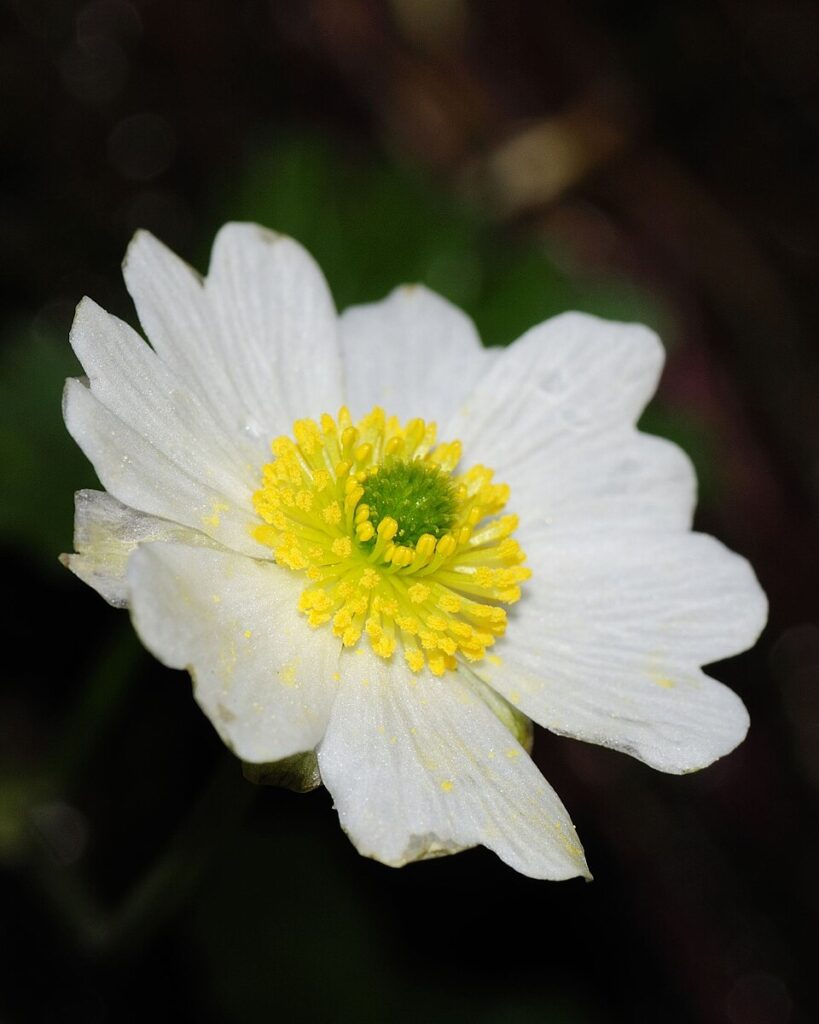 Ranunculus alpestris