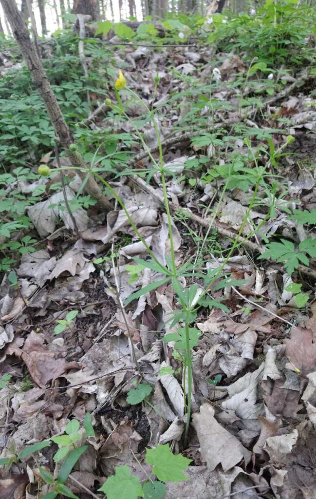 Ranunculus amalasuinthae