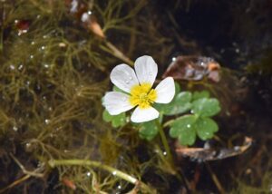 Ranunculus aquatilis