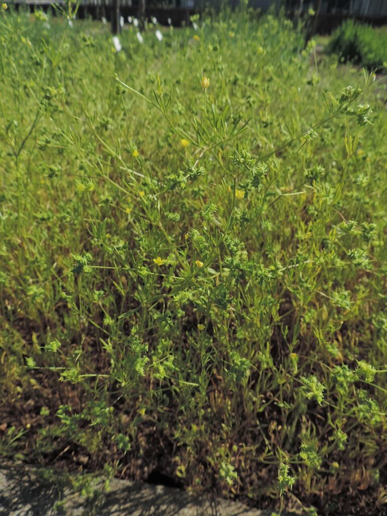 Ranunculus arvensis