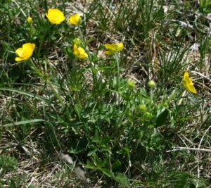 Ranunculus carinthiacus