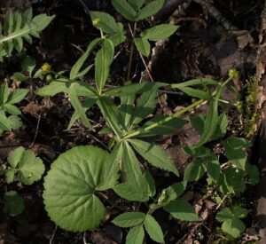 Ranunculus cassubicus