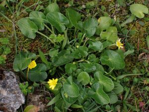 Ranunculus ficaria subsp. fertilis