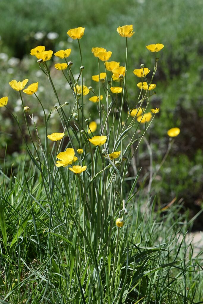 Ranunculus gramineus
