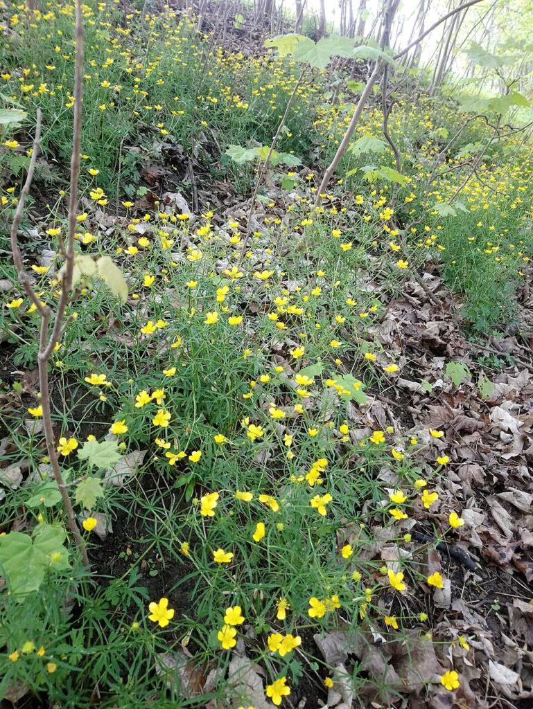 Ranunculus gryphum
