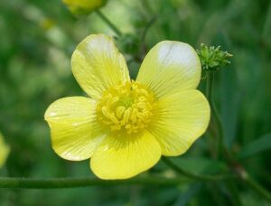 Ranunculus japonicus