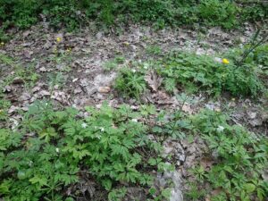 Ranunculus kalinensis