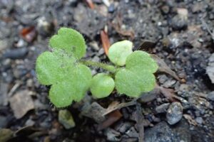 Ranunculus lanuginosus