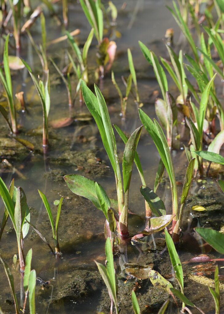 Ranunculus lingua