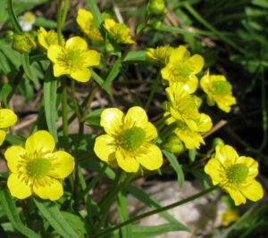 Ranunculus monophyllus