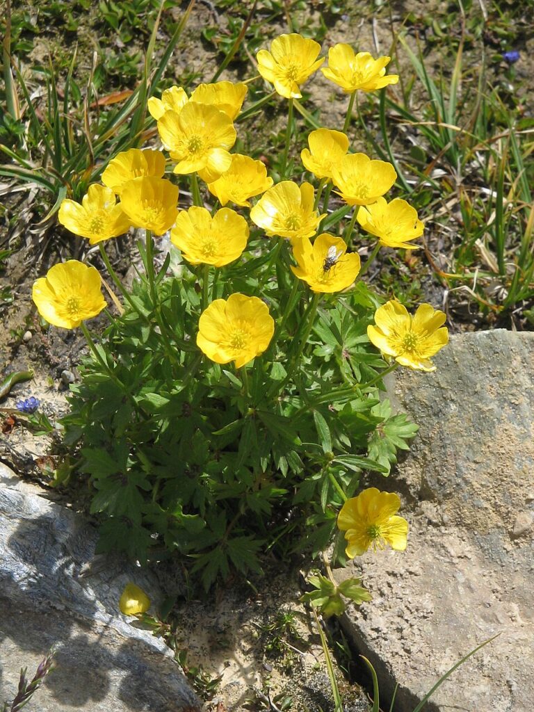 Ranunculus montanus