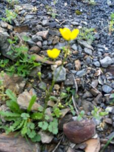 Ranunculus ollissiponensis