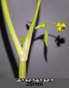 Ranunculus ophioglossifolius