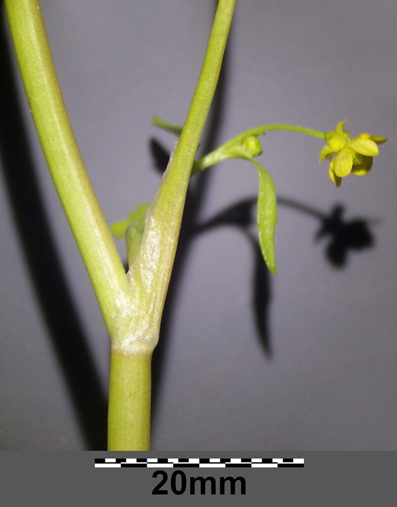 Ranunculus ophioglossifolius