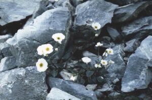 Ranunculus parnassifolius