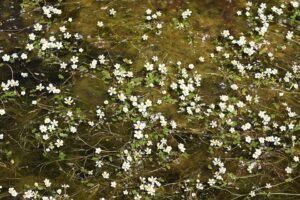 Ranunculus peltatus