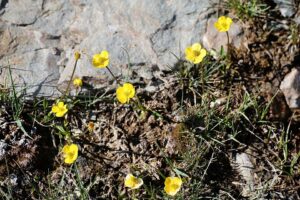 Ranunculus pseudohirculus