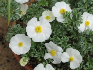 Ranunculus seguieri