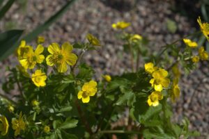 Ranunculus thasius