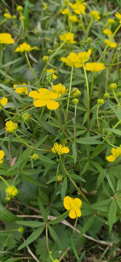 Ranunculus vjatkensis