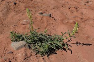 Reseda luteola