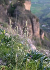 Reseda undata subsp. undata