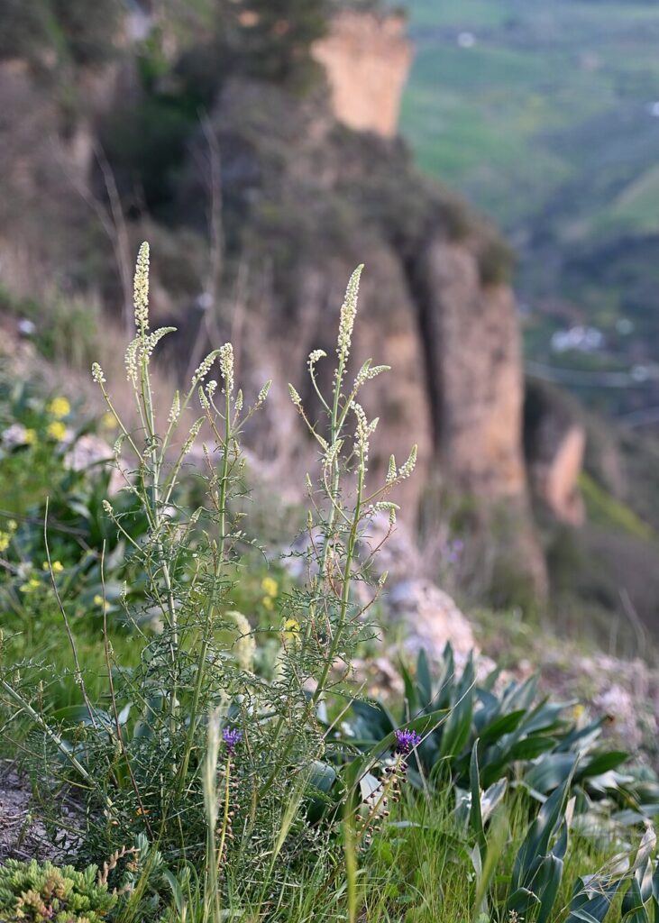 Reseda undata subsp. undata