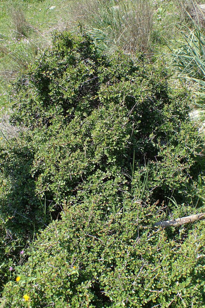 Rhamnus lycioides subsp. lycioides