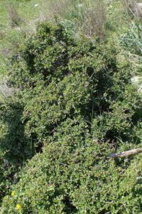 Rhamnus lycioides subsp. lycioides