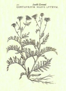 Rhaponticoides