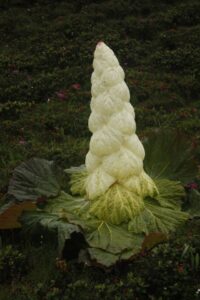 Rheum nobile