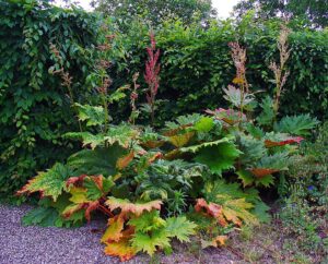 Rheum palmatum