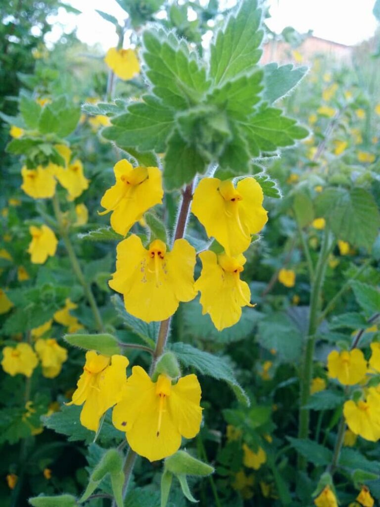 Rhynchocorys elephas subsp. elephas