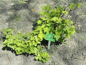 Ribes spicatum subsp. lapponicum