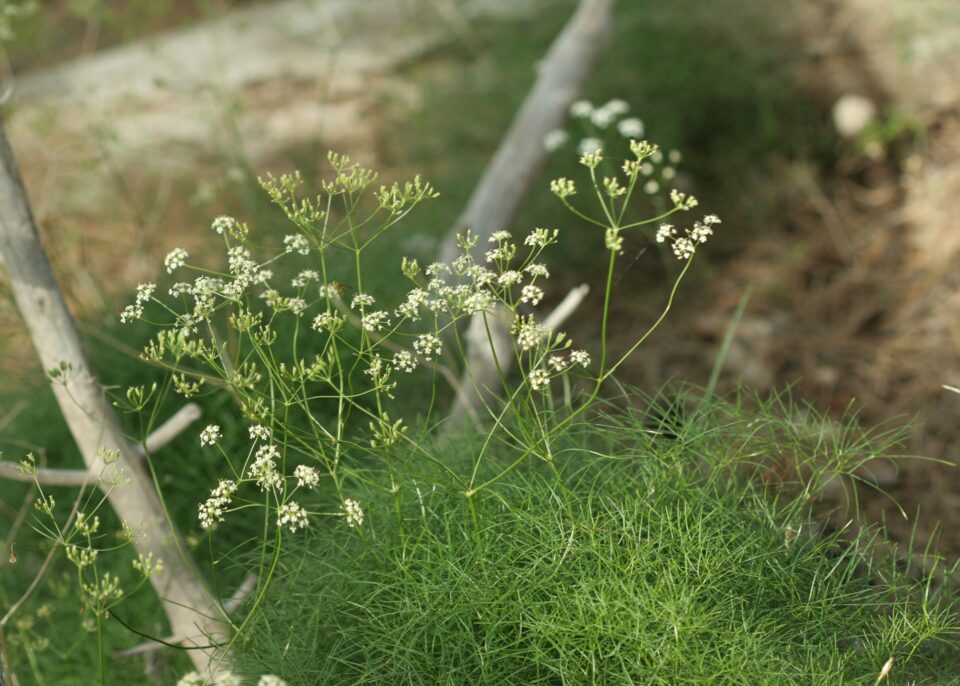 Rivasmartinezia cazorlana