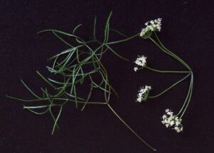 Rivasmartinezia vazquezii