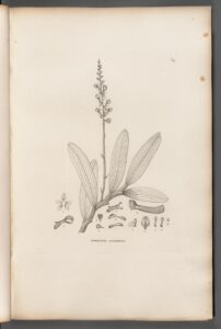 Robiquetia ascendens