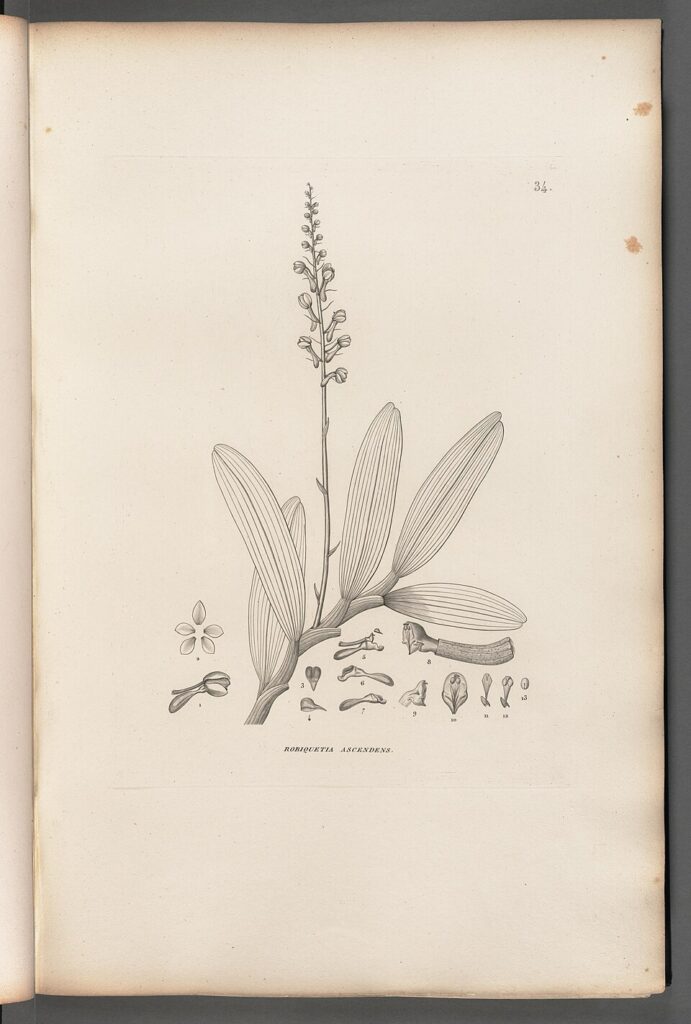 Robiquetia ascendens