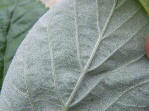 Sorbus rupicola