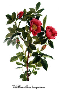 Rosa acicularis