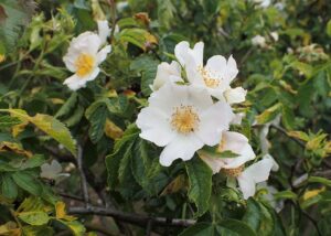Rosa balsamica