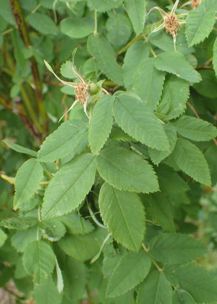 Rosa majalis