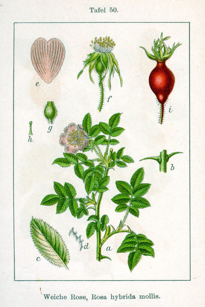 Rosa mollis