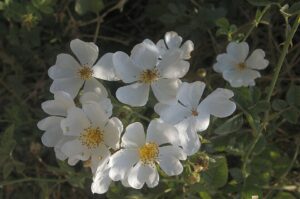 Rosa phoenicia