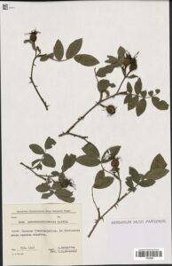 Rosa pseudoscabriuscula