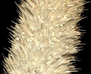 Rostraria cristata